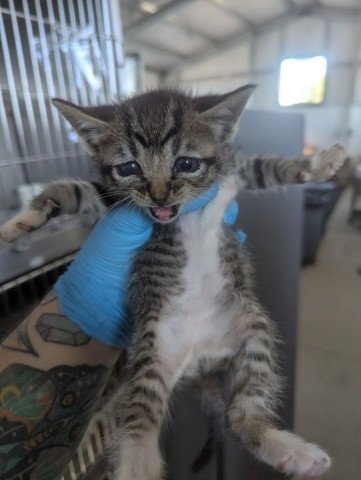 BEANIE BABY - Domestic Short Hair available for adoption