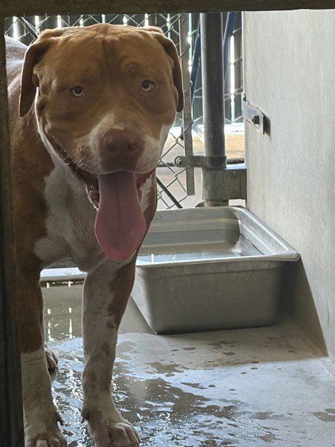 RORY - Pit Bull Terrier available for adoption