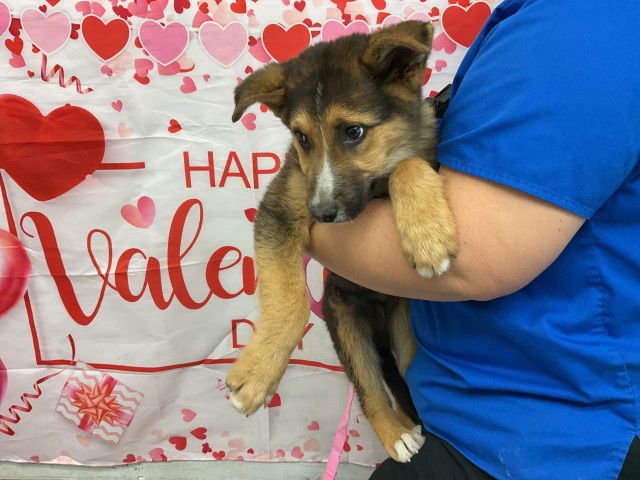 HANS - German Shepherd Dog available for adoption