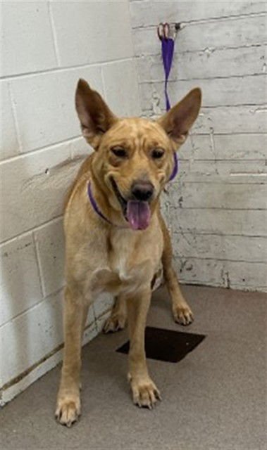KALI - German Shepherd Dog / Labrador Retriever available for adoption