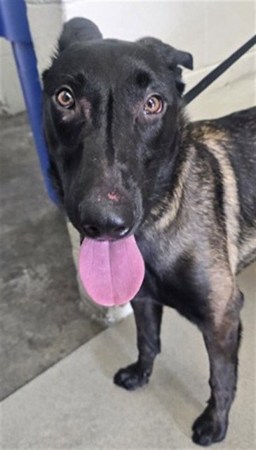 MAL - Belgian Shepherd Malinois available for adoption