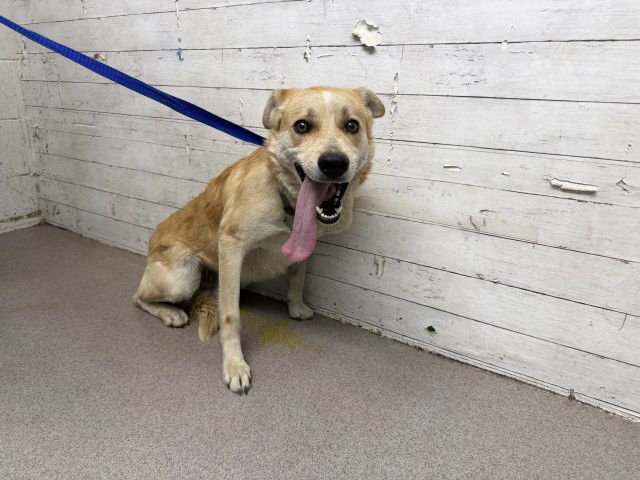 BENTLEY - German Shepherd Dog available for adoption