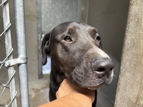 EDUARDO - Labrador Retriever available for adoption
