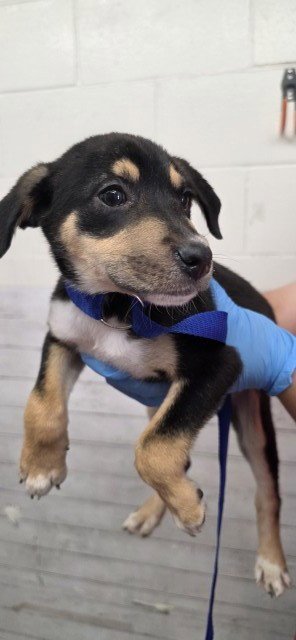STILTON - German Shepherd Dog available for adoption