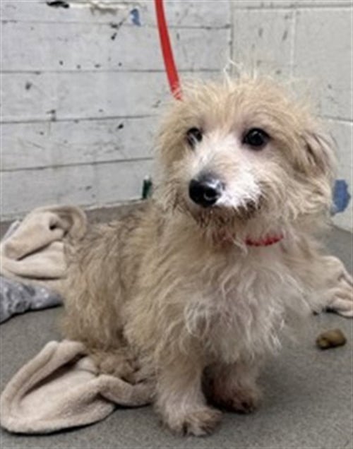 HENRY - Terrier available for adoption