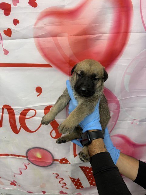 A589973 - Dutch Shepherd available for adoption