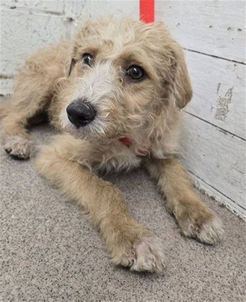 MILO - Terrier available for adoption