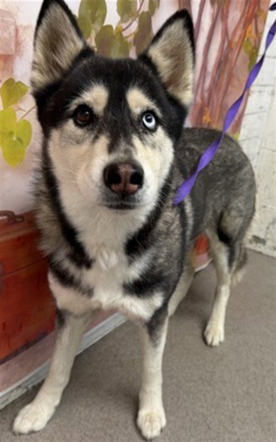 POPPY - Siberian Husky available for adoption