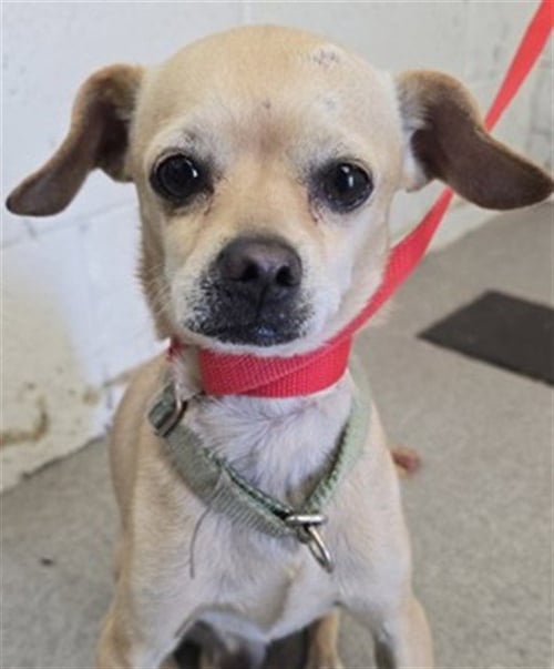 CHEERIO - Chihuahua available for adoption