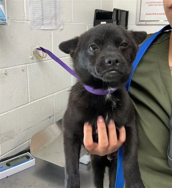 REX - Chihuahua available for adoption