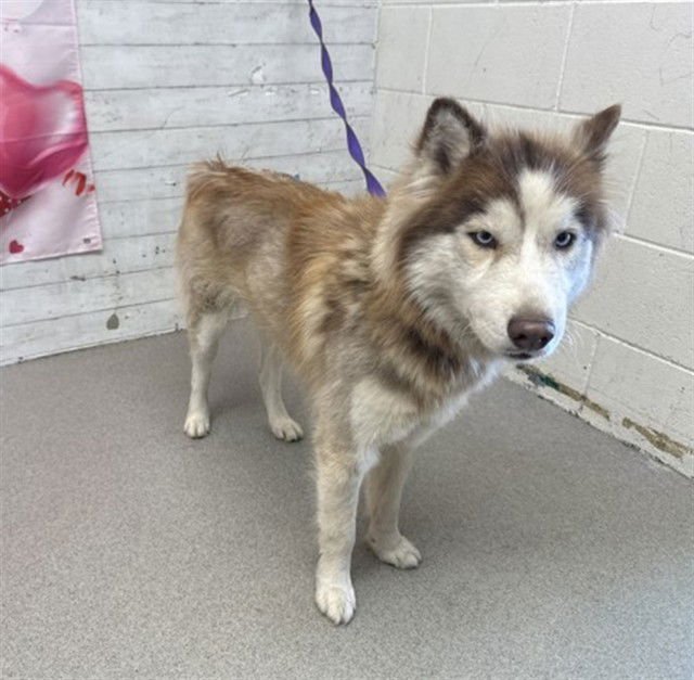 DES - Siberian Husky available for adoption