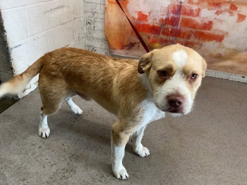 ZERO - German Shepherd Dog available for adoption