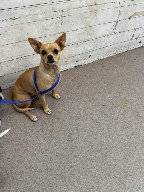 ANNIE - Chihuahua available for adoption