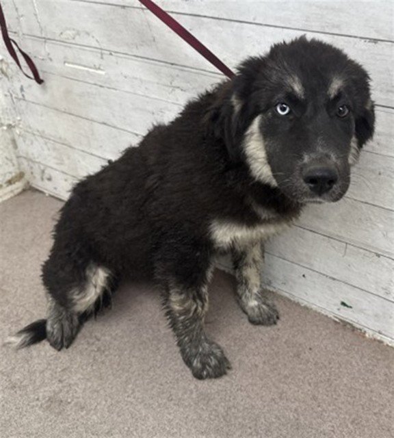 TOOTSIE - German Shepherd Dog available for adoption