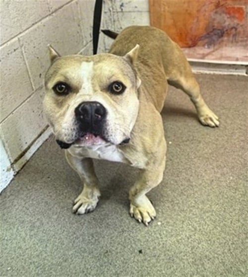SHANE - Pit Bull Terrier available for adoption