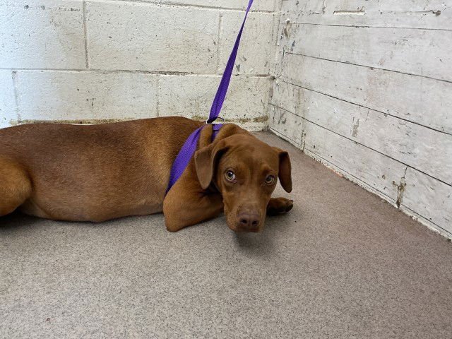 KAI - German Shepherd Dog available for adoption