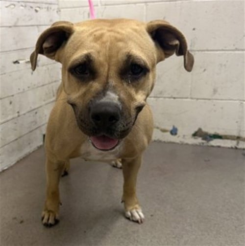 FLORENCE - Pit Bull Terrier available for adoption