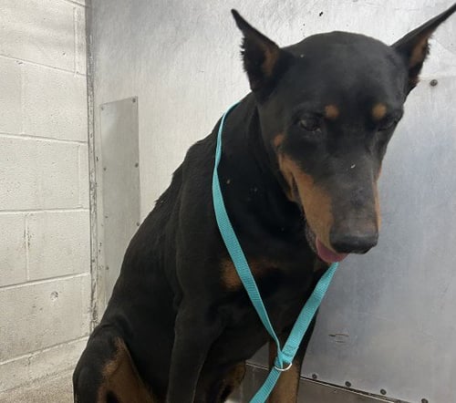 RYDER - Doberman Pinscher available for adoption