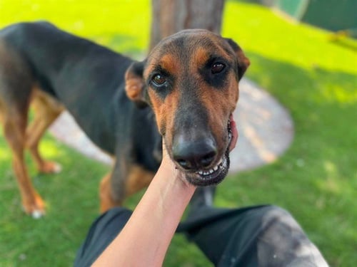 GIZMO - Doberman Pinscher available for adoption