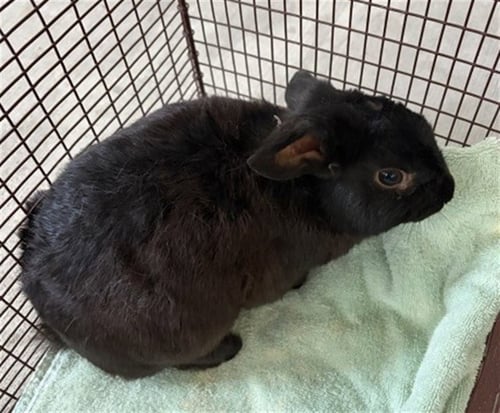 FLOPPY - Shorthaired Rabbit available for adoption