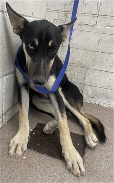 PUDDING - German Shepherd Dog available for adoption