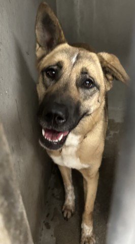 LUCY - German Shepherd Dog available for adoption