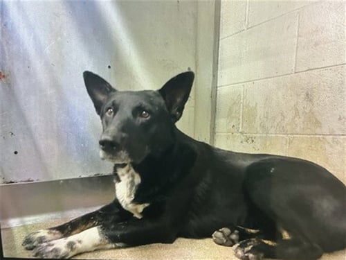 TOMMY - German Shepherd Dog available for adoption