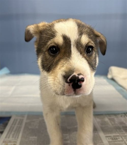 OLLIE - Siberian Husky available for adoption