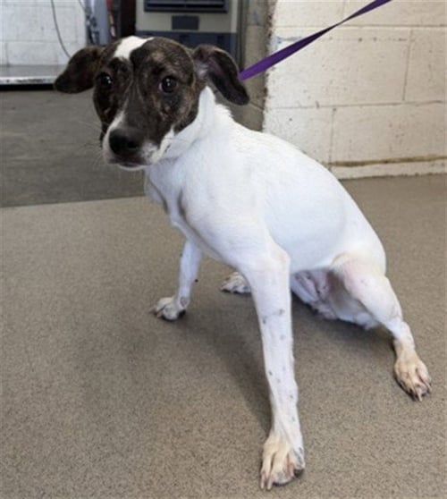 CARMEN - Jack Russell Terrier (Parson Russell Terrier) available for adoption