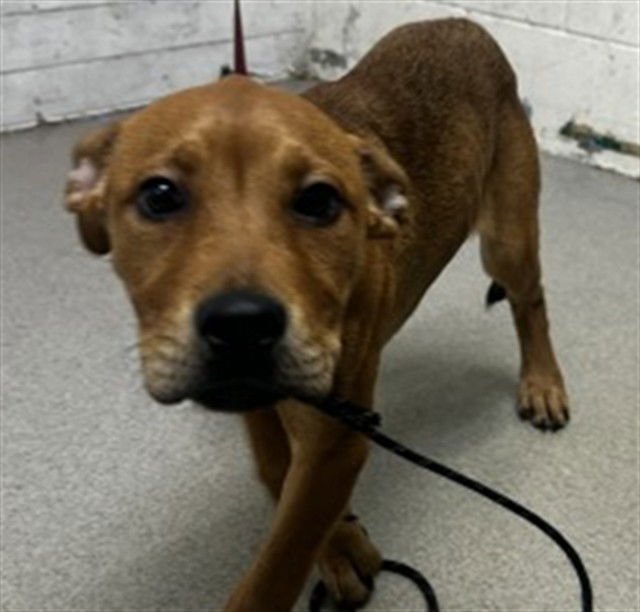 BLAZE - Pit Bull Terrier available for adoption