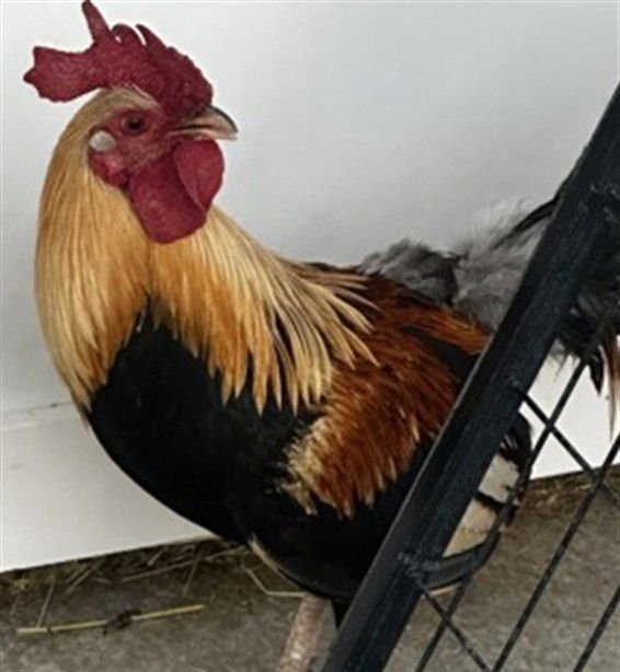 KING ARTHUR - Gamefowl available for adoption