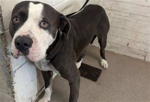 BIG MAC - Pit Bull Terrier available for adoption