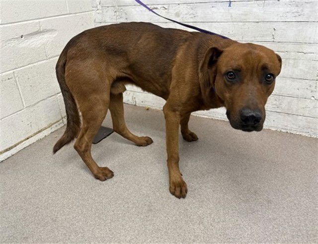 LOGAN - German Shepherd Dog available for adoption