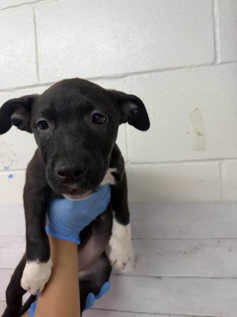 SOCKS - Pit Bull Terrier available for adoption