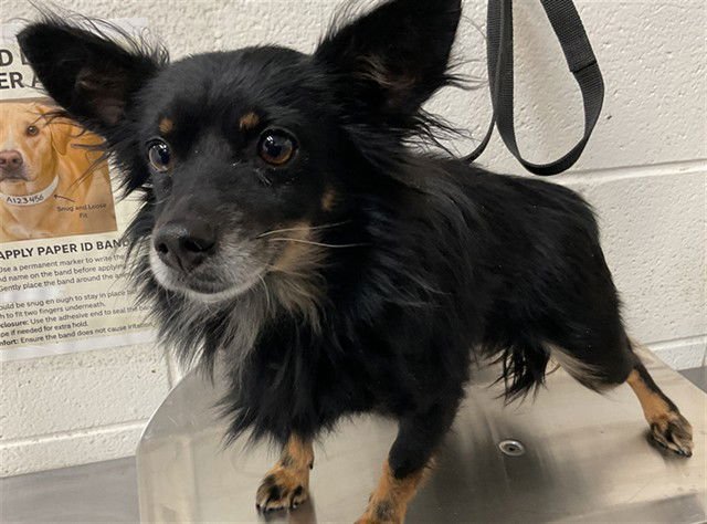 CHARLIE - Chihuahua available for adoption