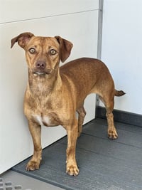 SNICKERS - Photo 1
