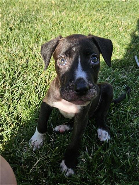 IVY - Pit Bull Terrier available for adoption