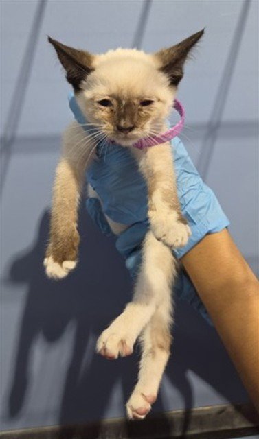 A599132 - Siamese available for adoption