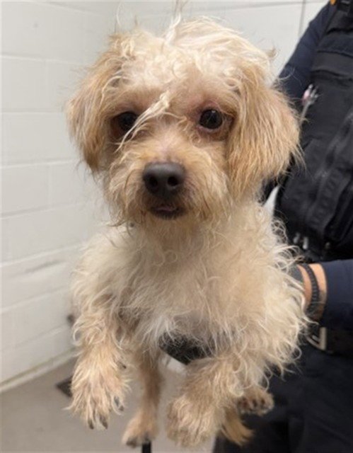 JACK-O-LANTERN - Maltese available for adoption