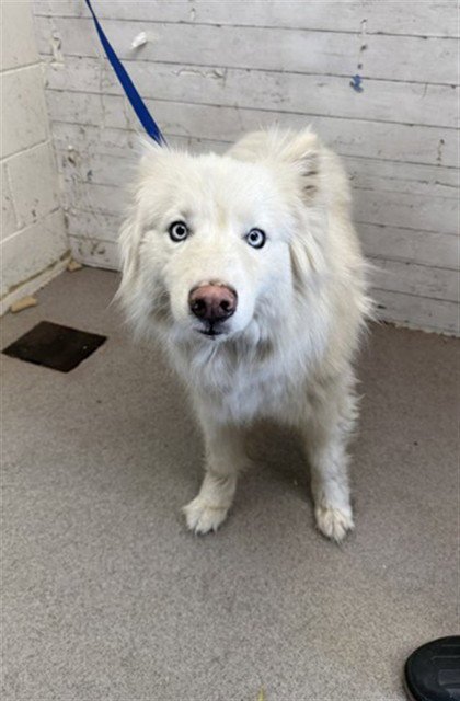 LINDA - Siberian Husky available for adoption