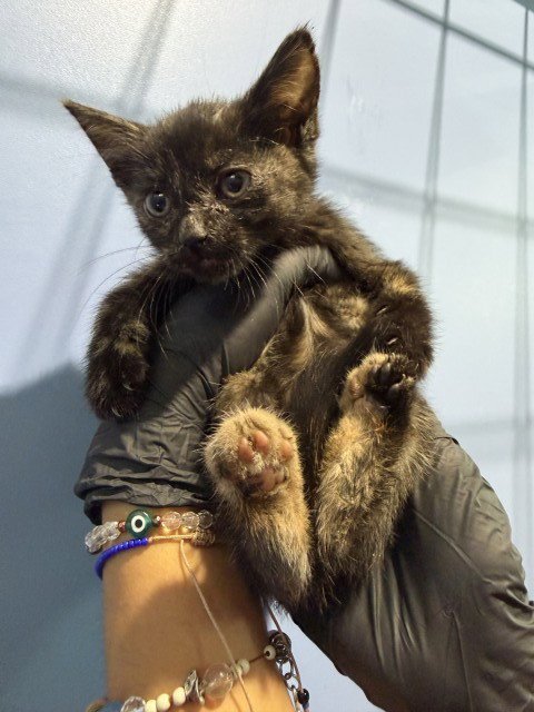 JES - Domestic Short Hair available for adoption
