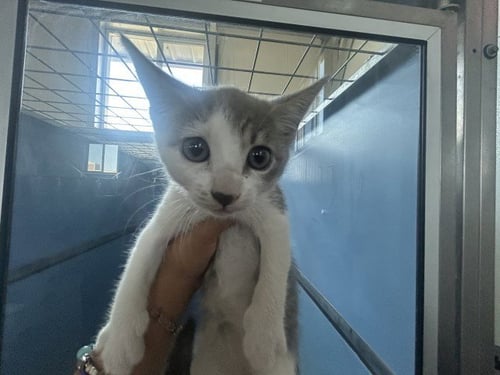 DORA - Domestic Short Hair available for adoption