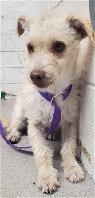 LUCKY - Terrier available for adoption