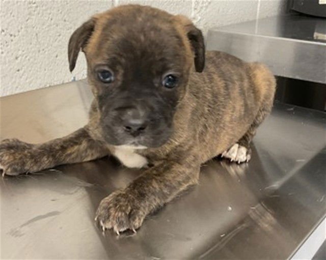 BAMBI - Boston Terrier available for adoption