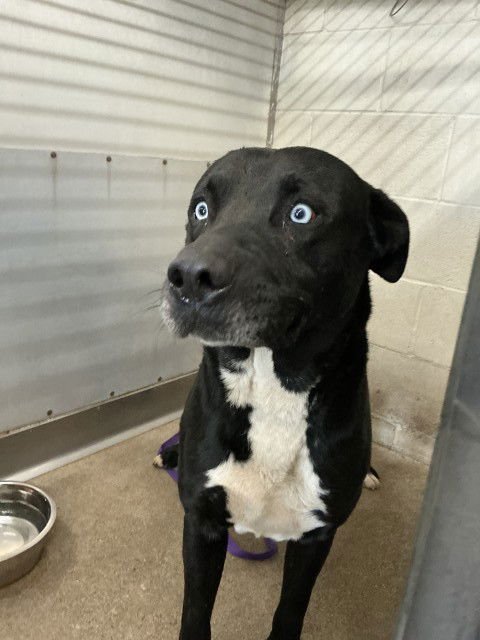 ALEX - Labrador Retriever available for adoption