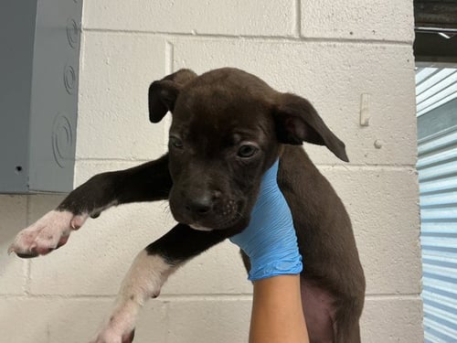 BRONNY - Pit Bull Terrier available for adoption