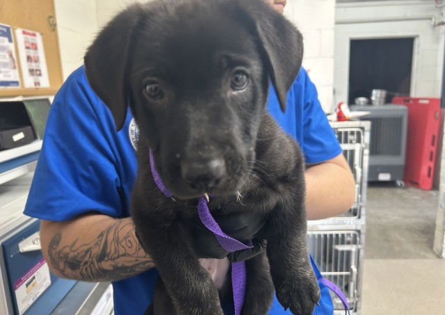 BIRDIE - Labrador Retriever available for adoption