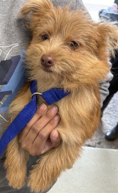 PRINCE - Terrier available for adoption