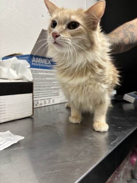 SIMBA - Domestic Long Hair available for adoption