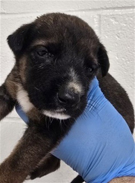 HOPE - German Shepherd Dog available for adoption